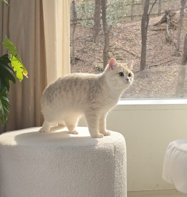 British Shorthair