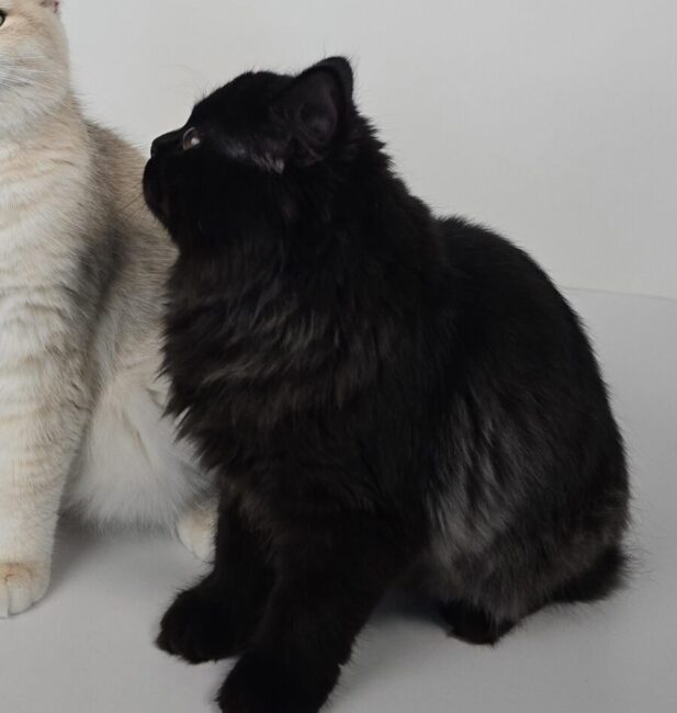 British Longhair