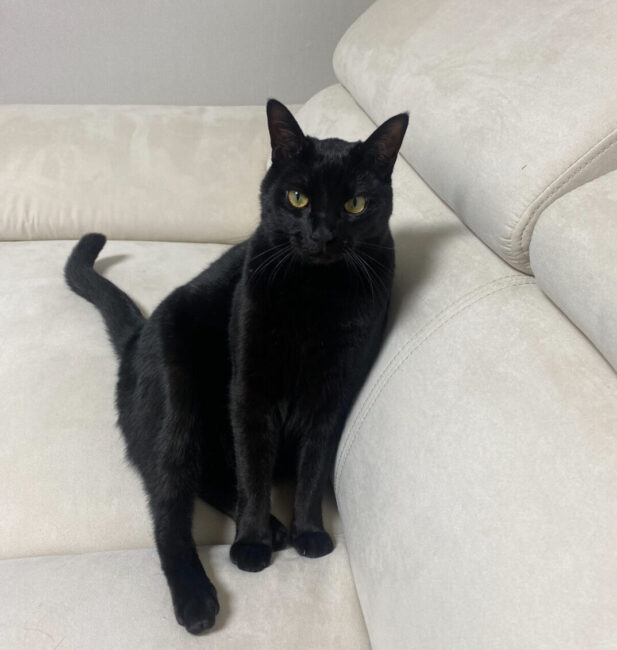 Korean Shorthair
