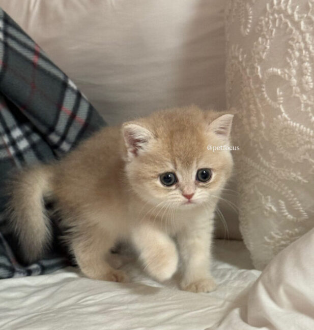 British Shorthair