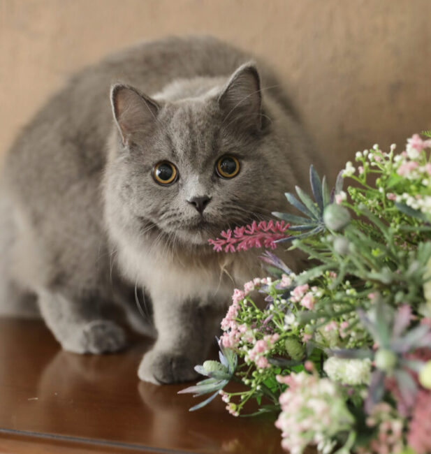 British Longhair