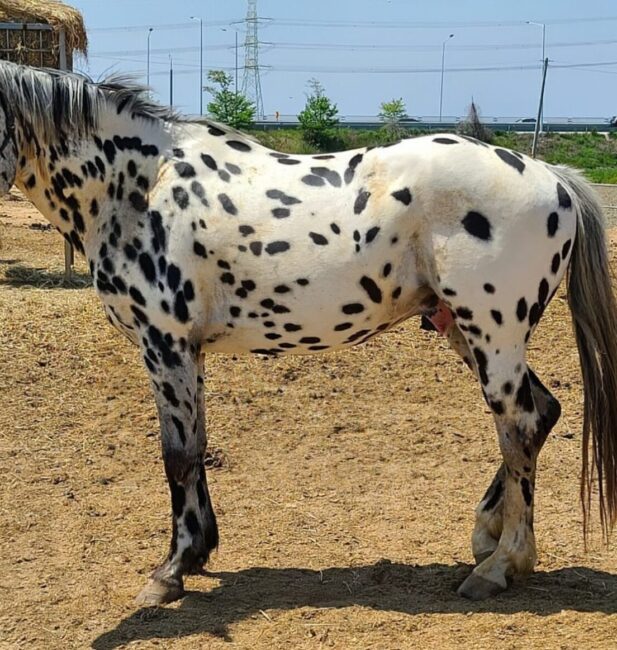 Appaloosa
