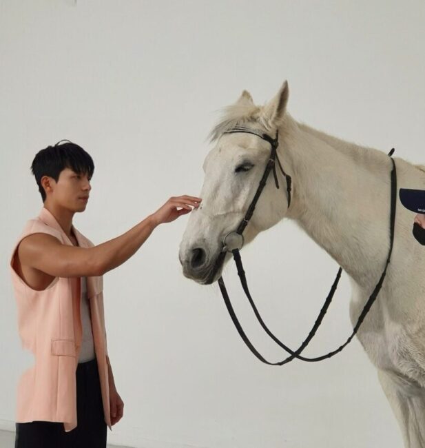 white horse