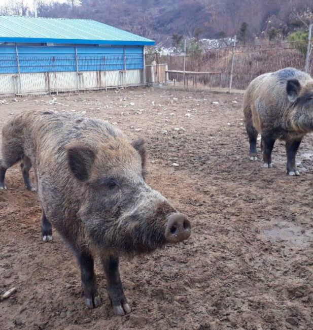 wild pig