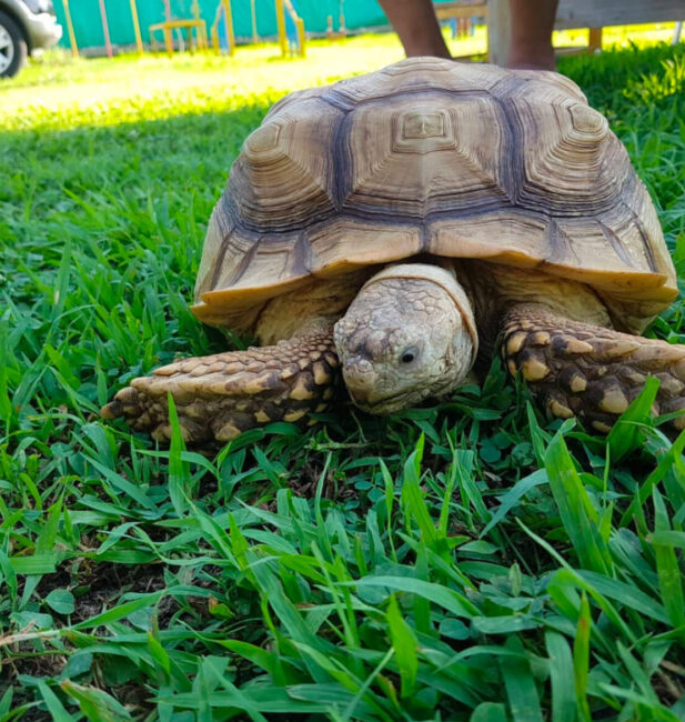 turtle