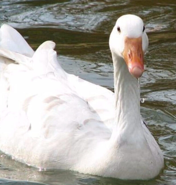 duck