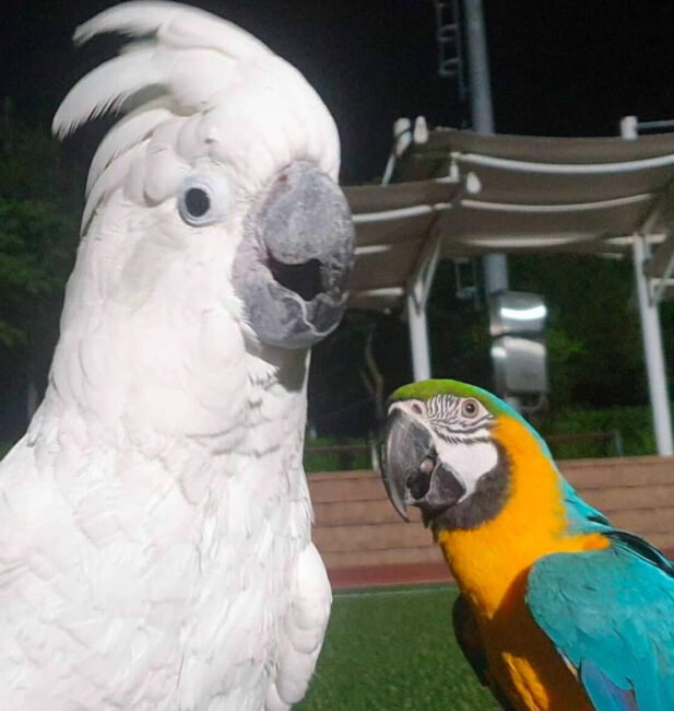 parrot