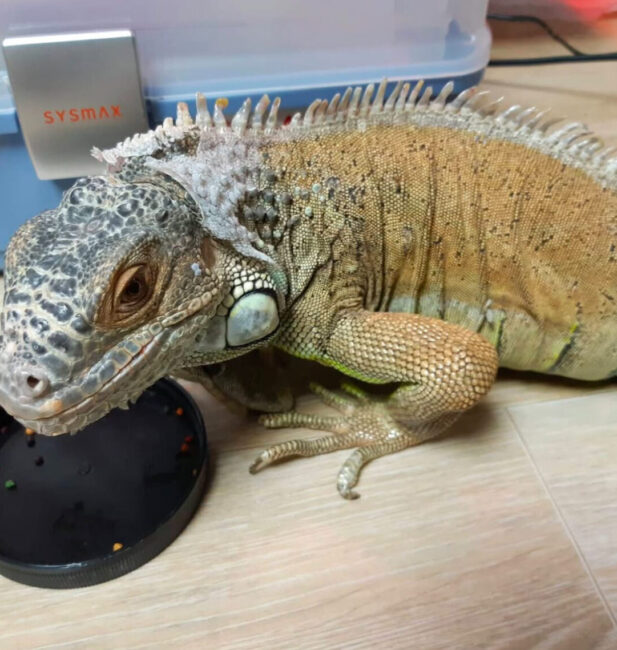 bearded dragon