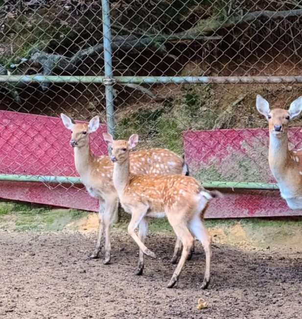 Formosan deer