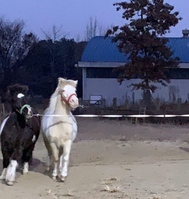 pony