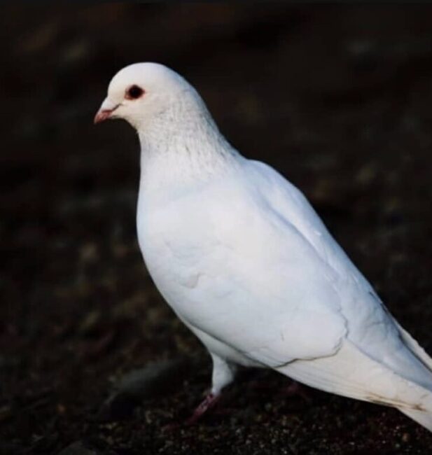 white pigeon