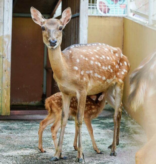 Formosan deer