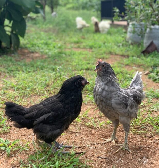 British Tailed Araucana