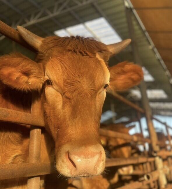 Cow