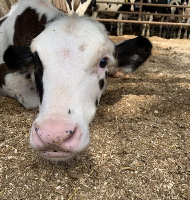 Milk cow