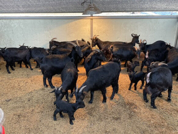 black goat