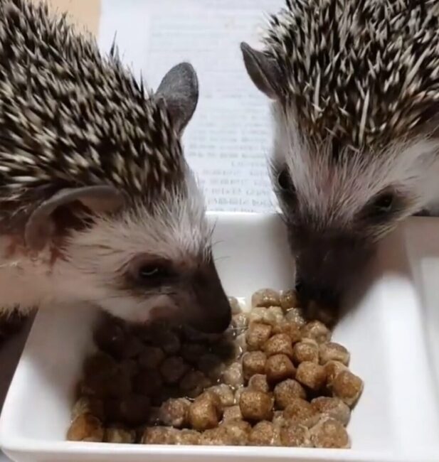 hedgehog