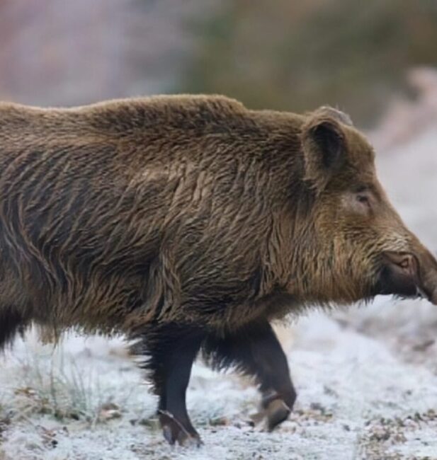 wild pig