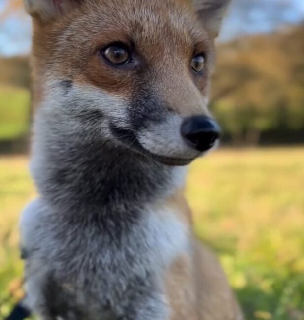 Fox