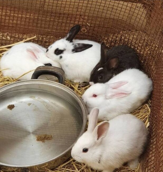 Rabbit