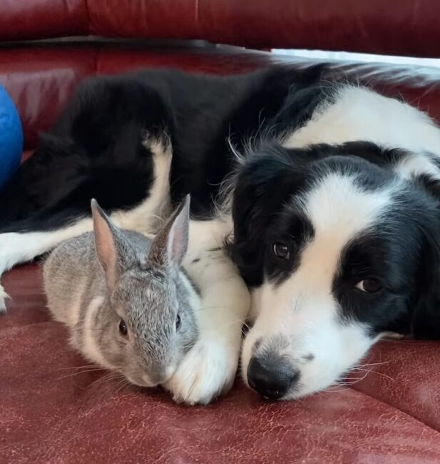 Rabbit