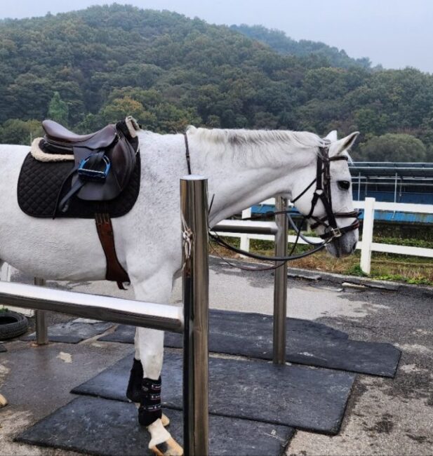 Horse