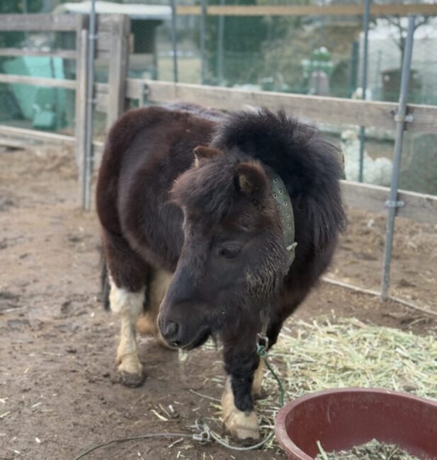 Pony
