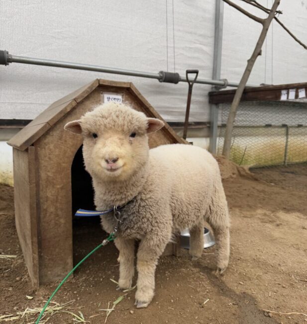 Sheep(3m)