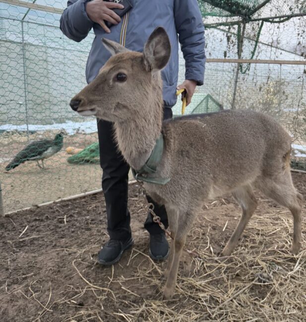 Sika Deer