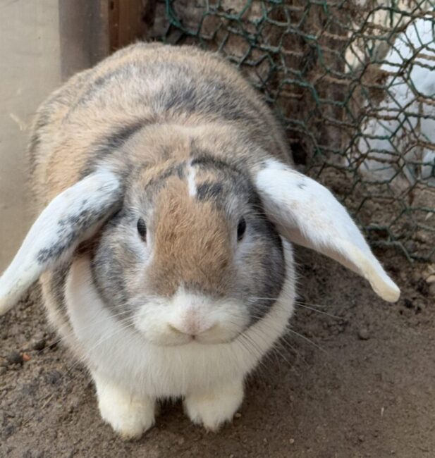 Harlequin Lop