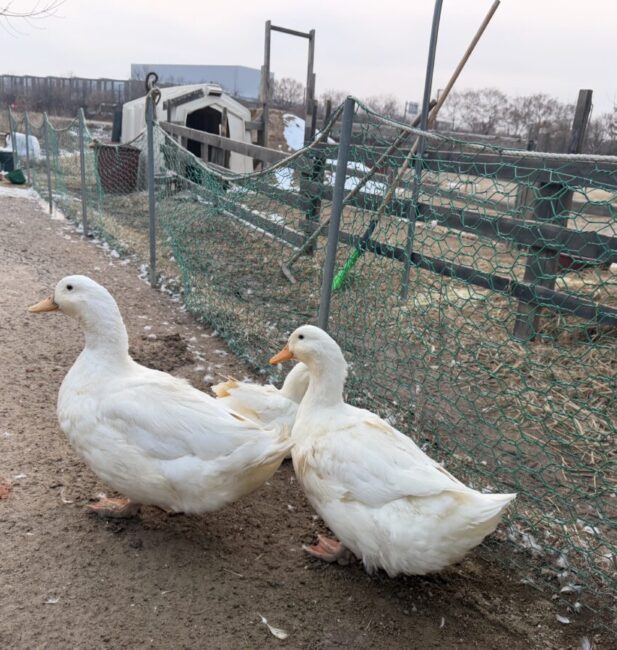 Duck