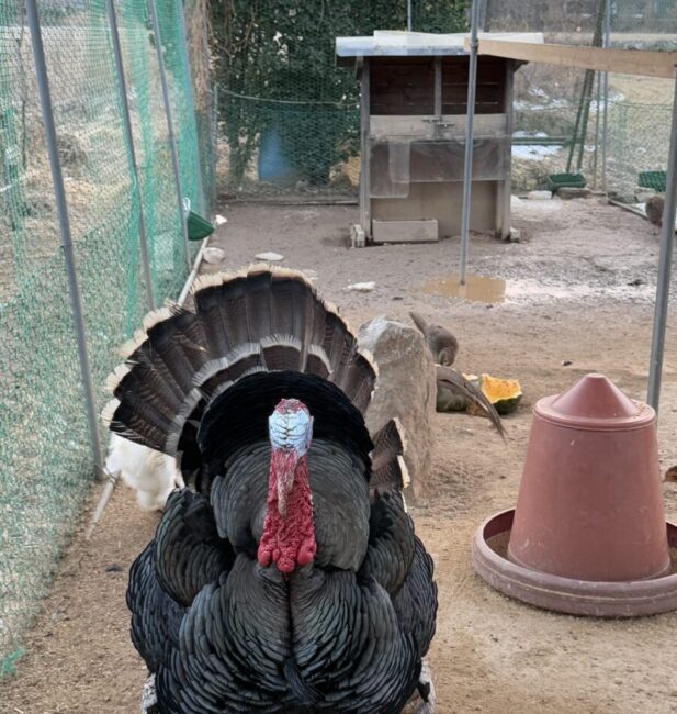 Bronze turkey