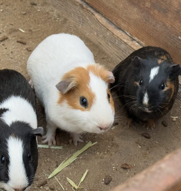 guinea pig