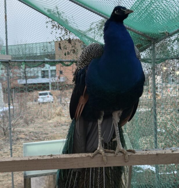 Peacock
