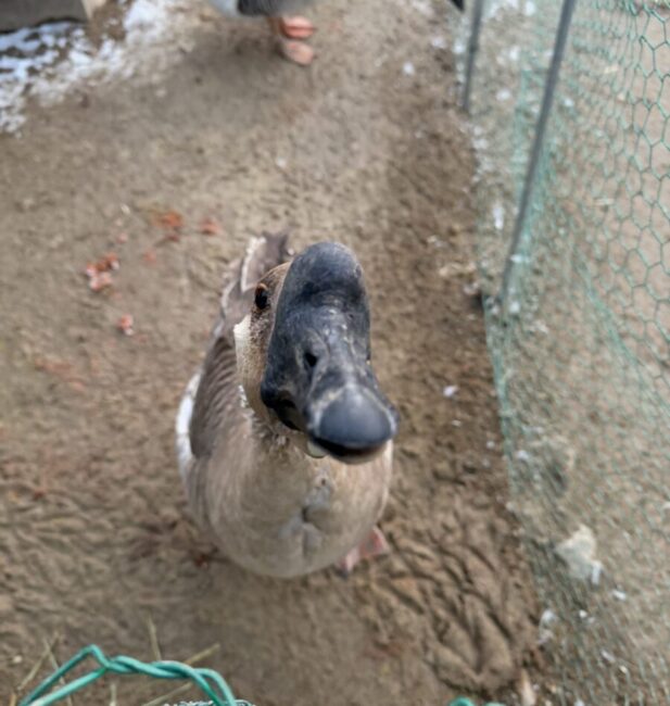 Goose