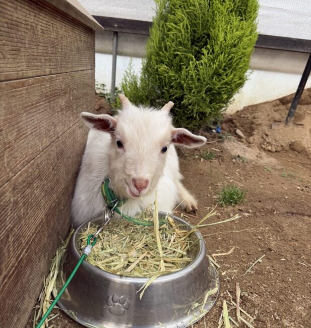 Goat(3m)