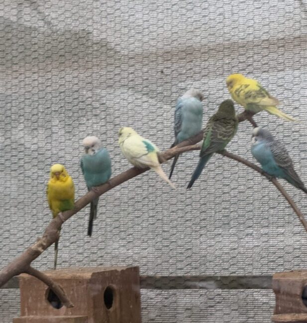 Love Bird