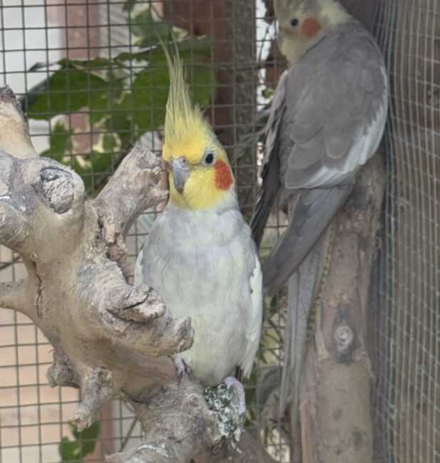 Cockatiel