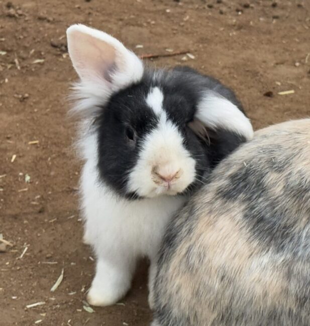 Rabbit