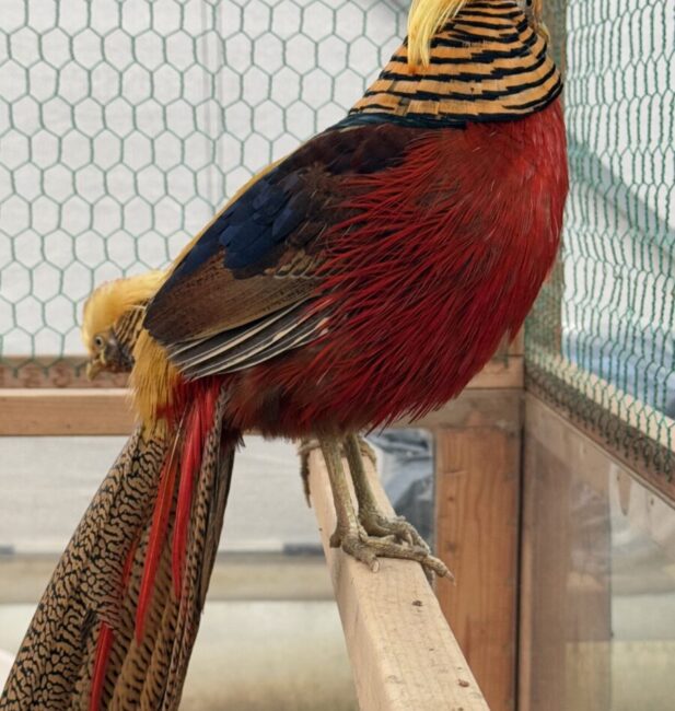 Golden Pheasant