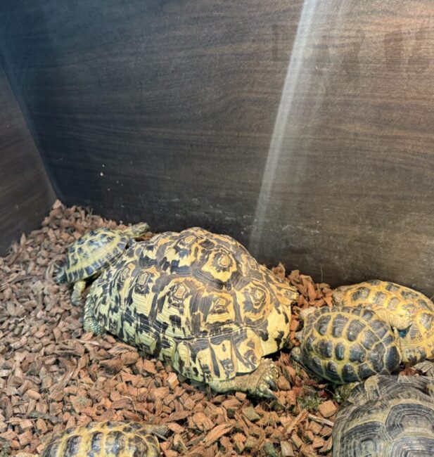 African spurred tortoise