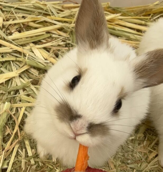 Rabbit