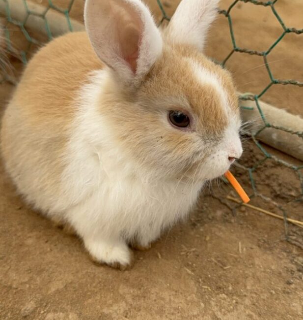 Rabbit