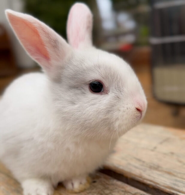Rabbit
