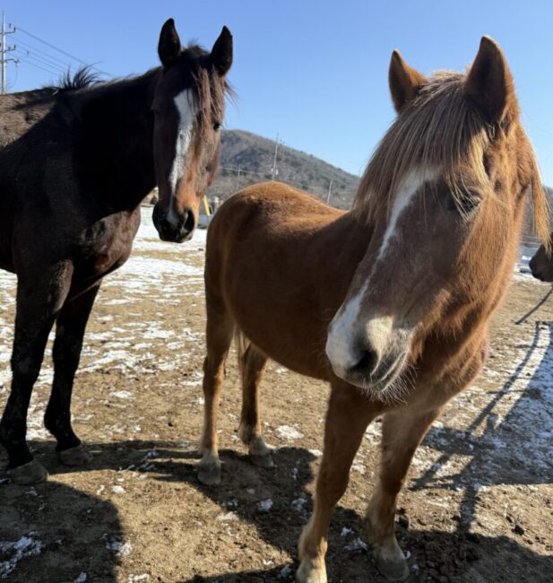 Horse