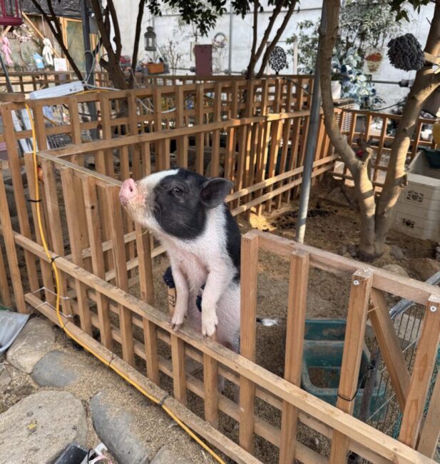 Mini Pig
