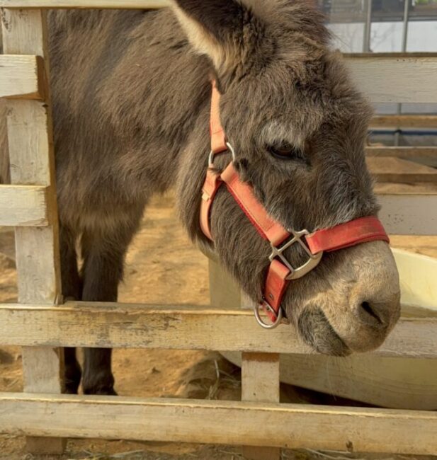Donkey