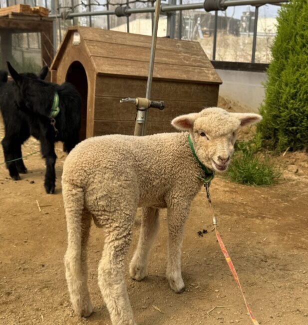sheep