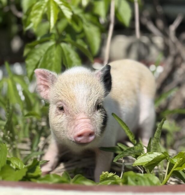 mini pig