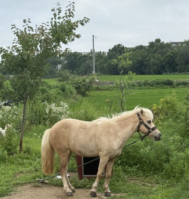 Pony